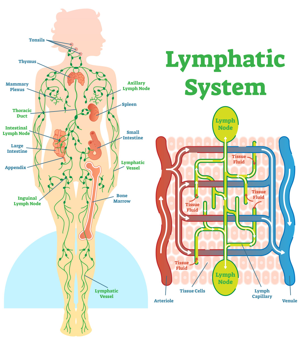 Lymphatic System